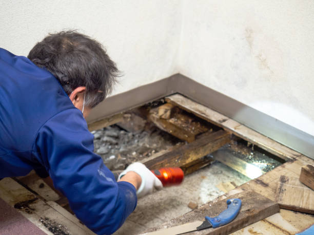 Best Toxic Mold Removal  in Leavenworth, WA