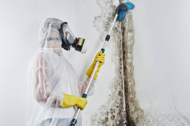 Best Best Mold Removal Companies  in Leavenworth, WA