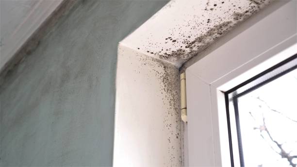 Best Black Mold Removal  in Leavenworth, WA