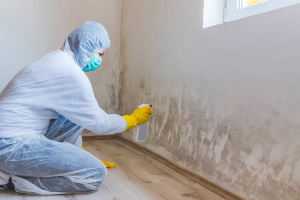 Mold Testing and Removal in Leavenworth, WA