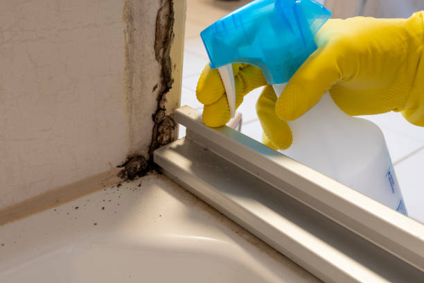 Best Toxic Mold Removal  in Leavenworth, WA