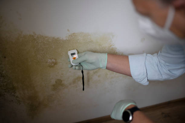 Best Commercial Mold Removal  in Leavenworth, WA