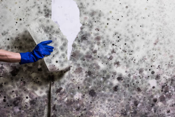 Best Local Mold Removal Service  in Leavenworth, WA