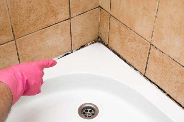 Best Same-Day Mold Removal  in Leavenworth, WA